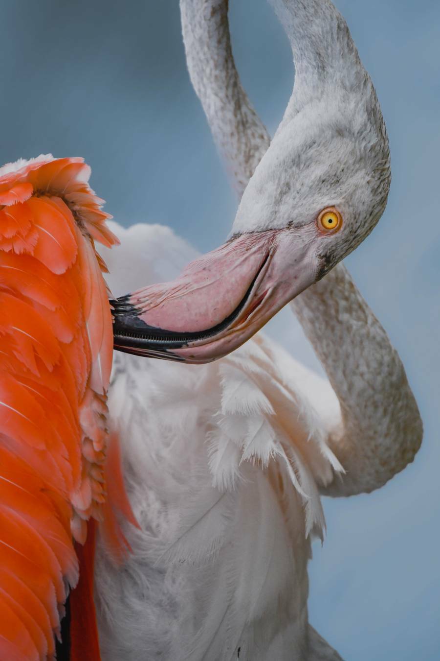 Her Majesty the Flamingo, Camargue